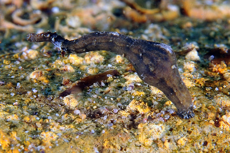 Pontobdella cf. aculeata dall''Isola del Giglio